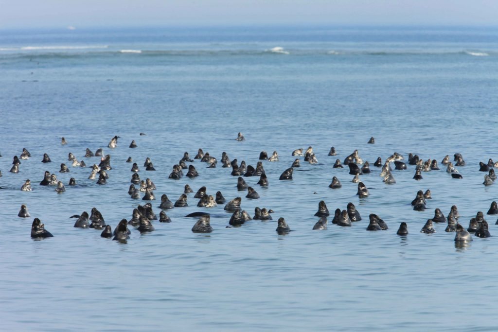 img-responsive Courtesy of the Provincetown Center for Coastal Studies