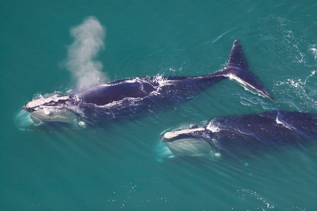 img-responsive Photos Courtesy of the Provincetown Center for Coastal Studies