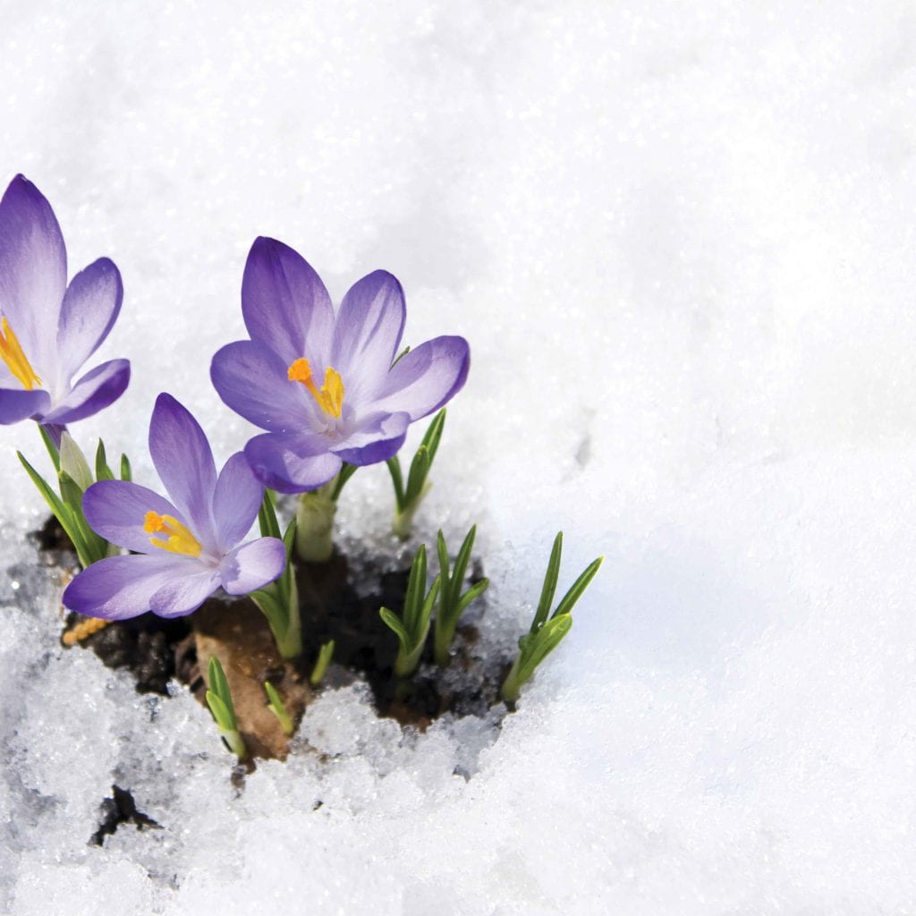 Spring Eternal