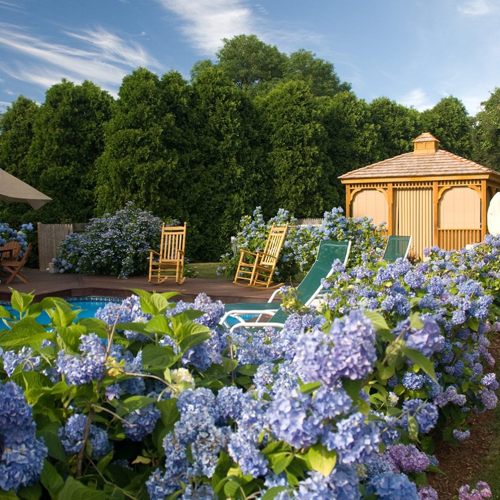 Hydrangea Happy