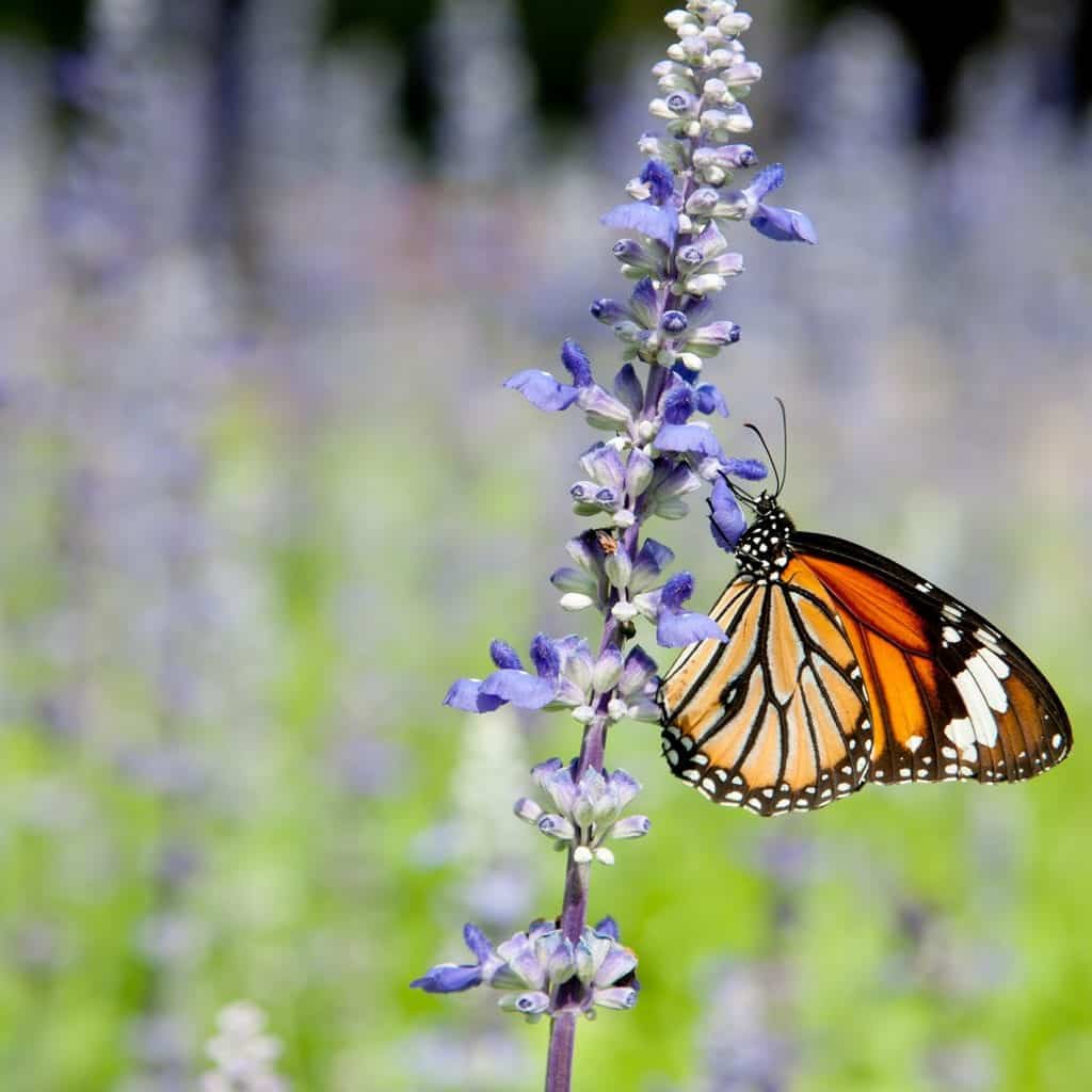 Early Summer 2015