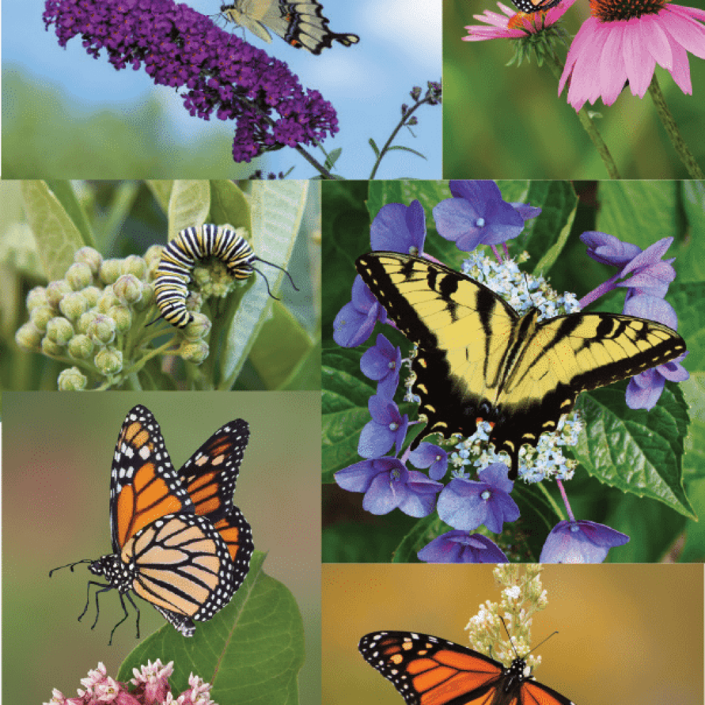 Early Summer 2015