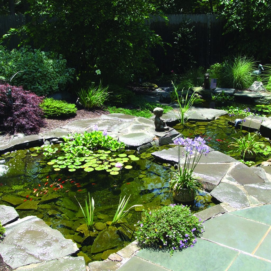Pond Perspective