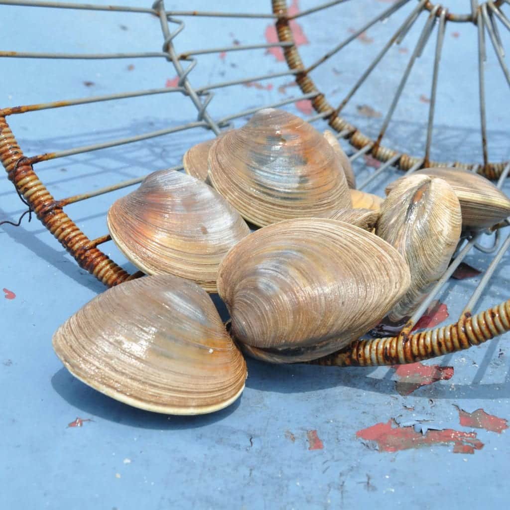 Shellfishing 101