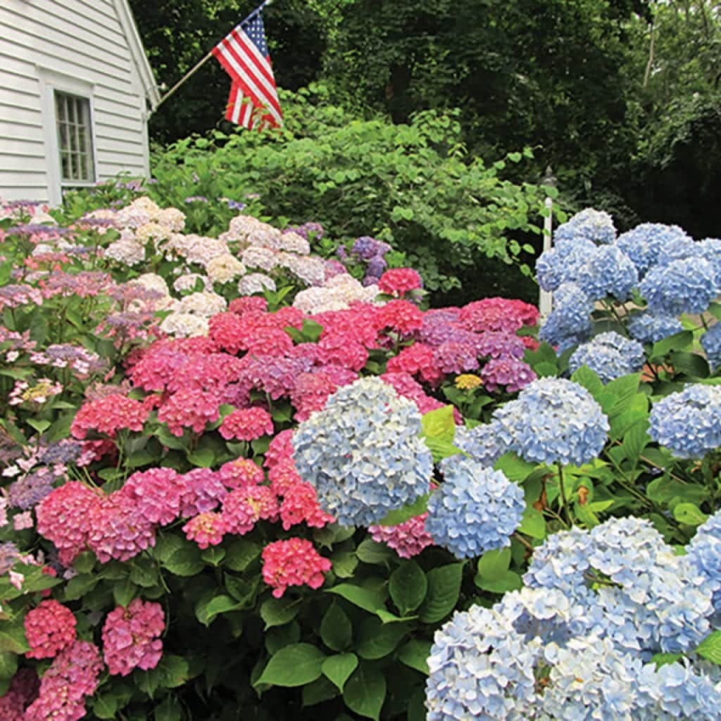 This is going to be a colorful celebration | Cape Cod HOME Summer 2016