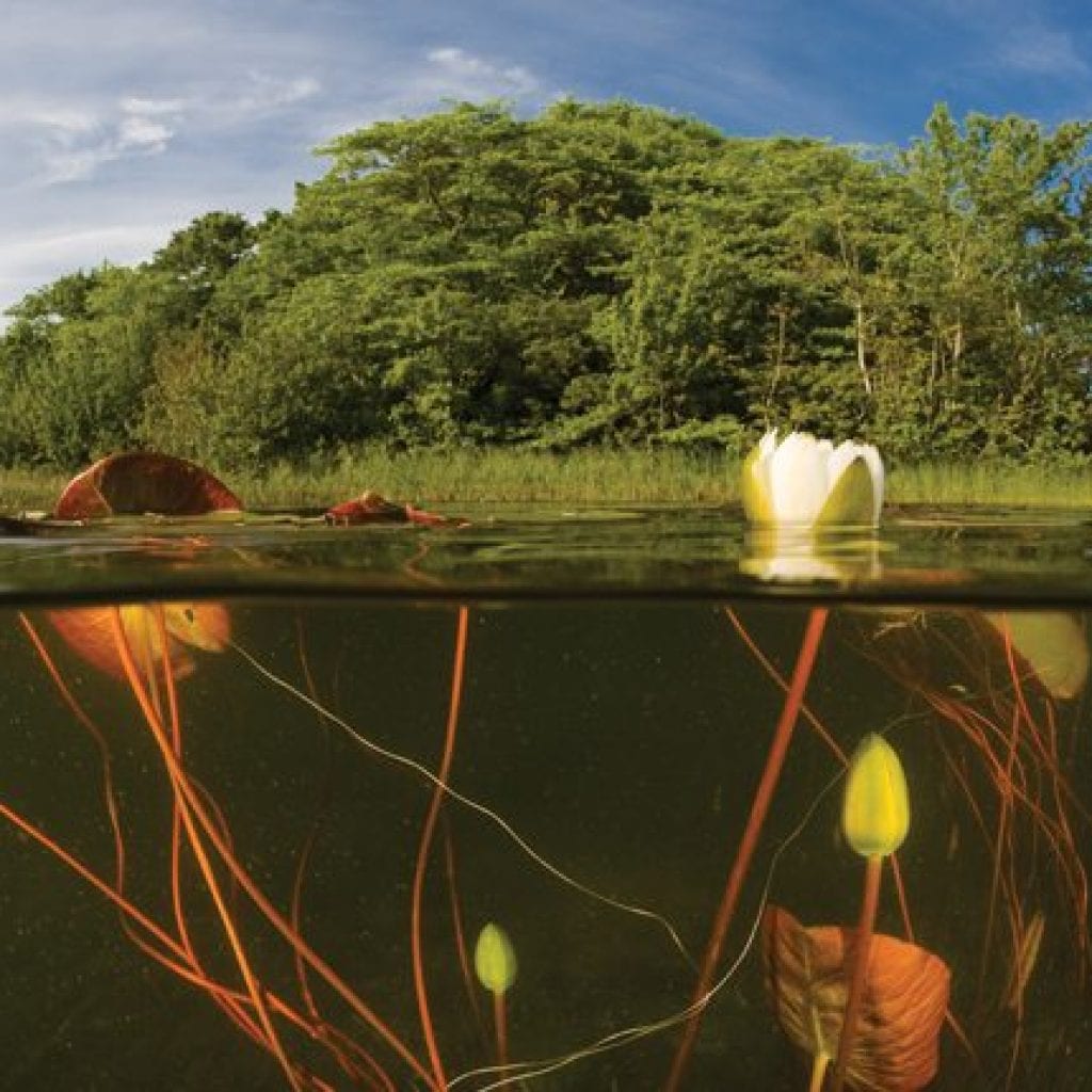 Where angelfish fear to tread | Cape Cod LIFE August 2016