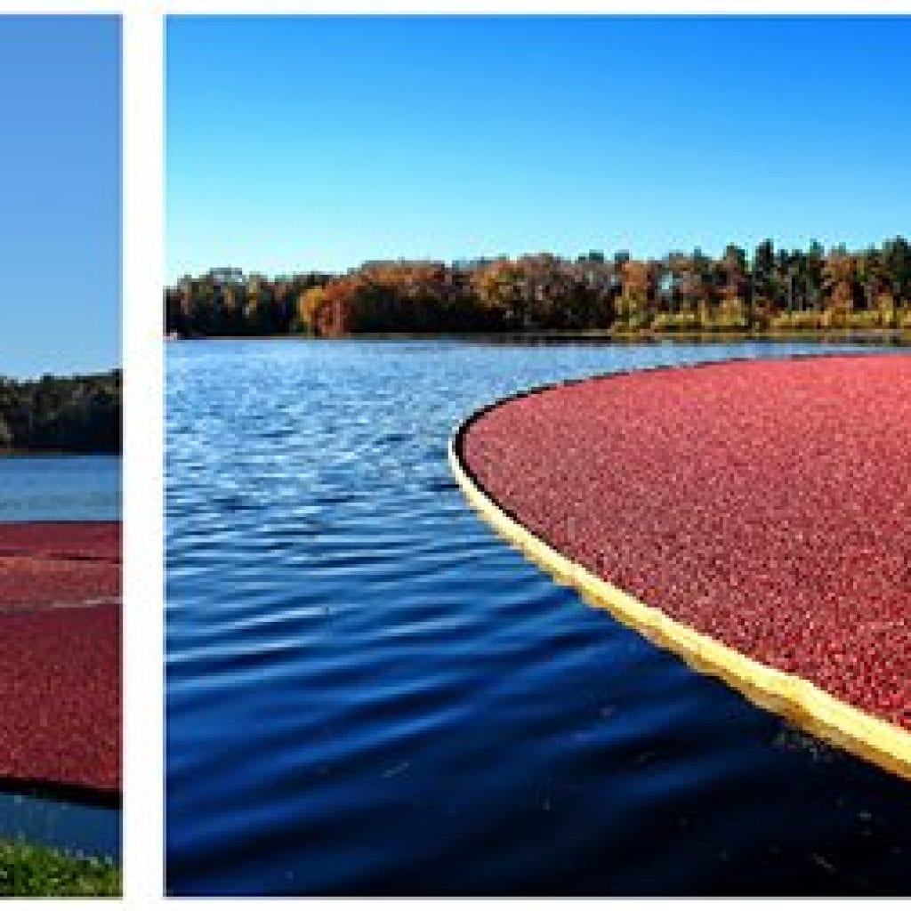 Harvesting 101—Harwich company offers cranberry bog tours, Sept/Oct Cape Cod Life | capecodlife.com