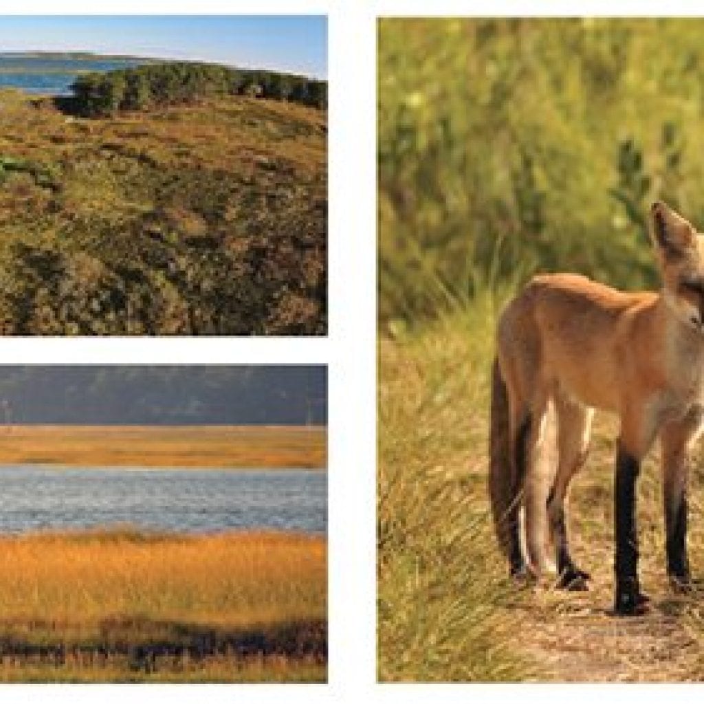 Experience the beauty of nature at the Wellfleet Bay Wildlife Sanctuary, Sept/Oct Cape Cod Life | capecodlife.com
