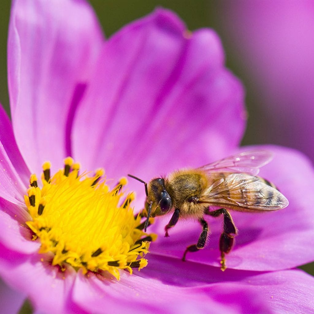 The Secret Life of Bees, Early Summer 2017 Cape Cod HOME | capecodlife.com