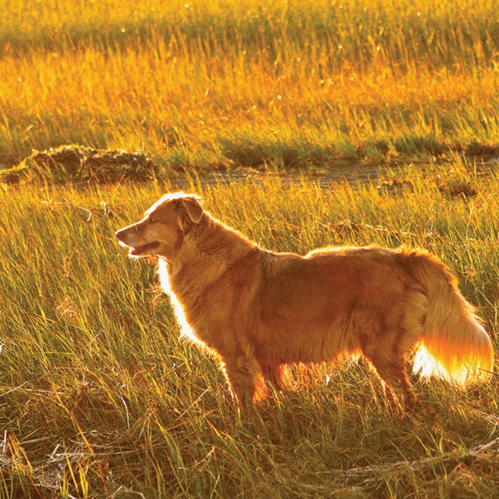 Doggone it, they’re adorable! September/October 2017 Cape Cod LIFE | capecodlife.com