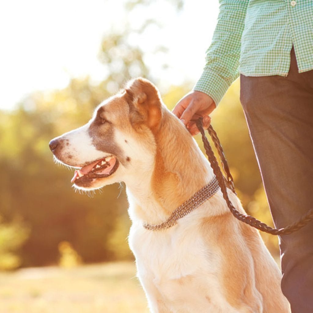 Cape Cod for Dogs, September/October 2017 Cape Cod LIFE | capecodlife.com