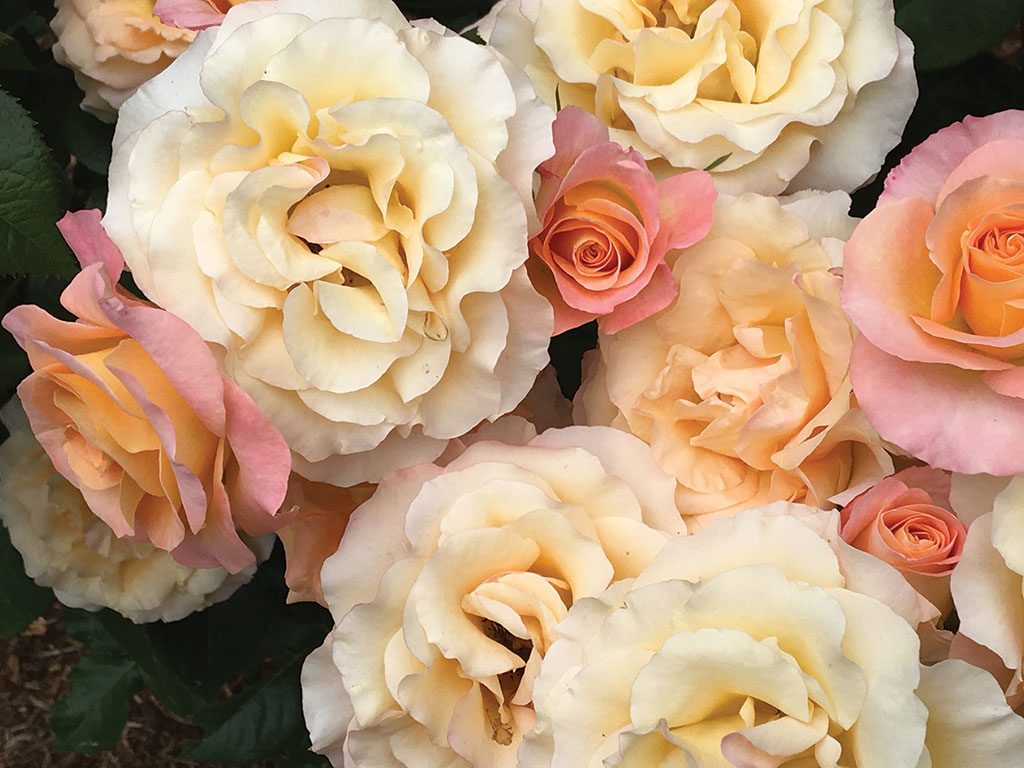 For The Love of Floribunda, April 2018 Cape Cod LIFE | capecodlife.com