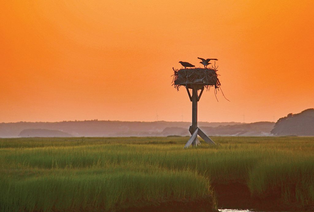 Photo Portfolio: Sharing the Beauty by Stephanie Foster, April 2018 Cape Cod LIFE | capecodlife.com