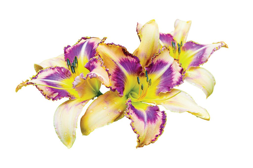 Daylilies to Delight, April 2018 Cape Cod LIFE | capecodlife.com