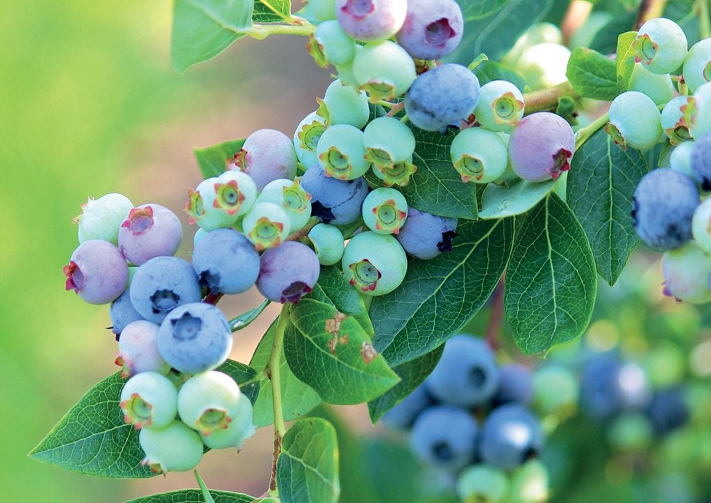 Blueberries abound at Hokum Rock Farm come July. But be sure to get there bright and early when the farm is open—those blueberries go fast!