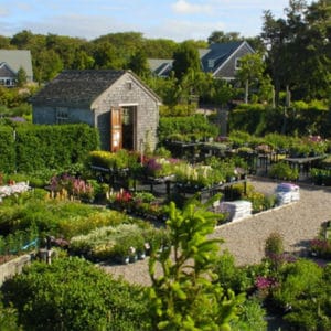 Surfing Hydrangea Nursery Courtyard