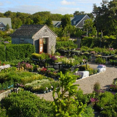 Surfing Hydrangea Nursery Courtyard