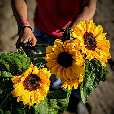 Sunflowers at Bartlett's
