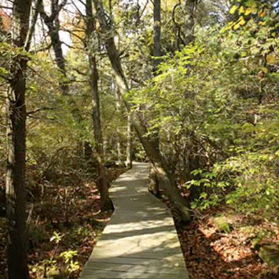 Atlantic White Cedar Swamp Trail