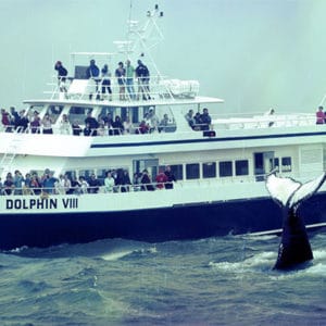 Whale watch