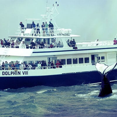 Whale watch