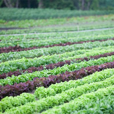Nursery at Hart Farm