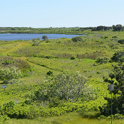 View of Conservation Lands at the Linda Loring Nature Foundation