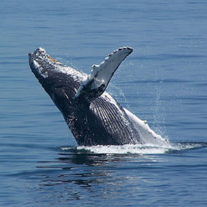 Whale breaching