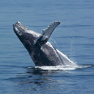 Whale breaching