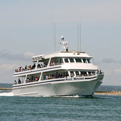 Whale Watch