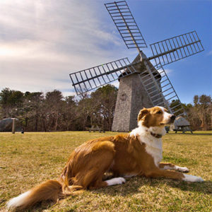 Dog by windmill at Drummer Boy Park