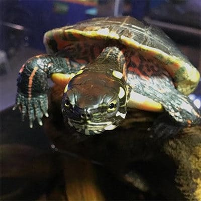 Eastern Spotted Turtle