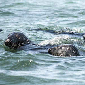 Seals