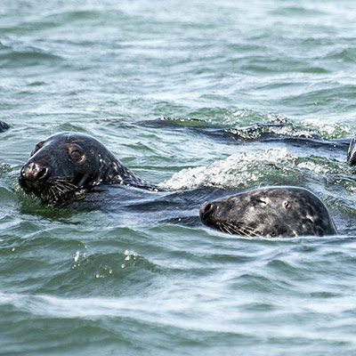 Seals