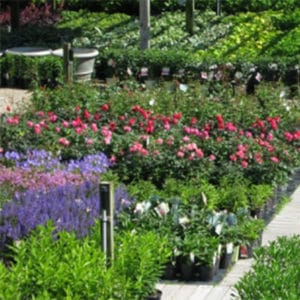 Arrowhead Nursery flowers
