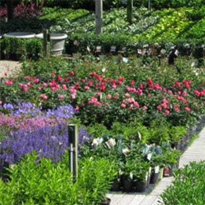 Arrowhead Nursery flowers