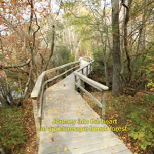 Beech Forest
