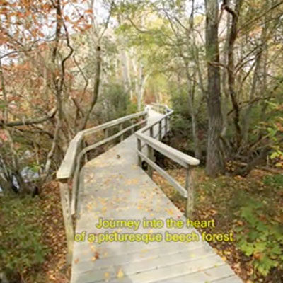 Beech Forest