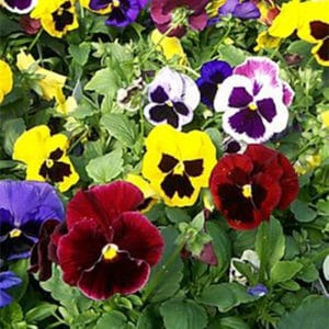 Pansies