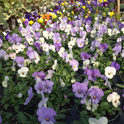 Moors End Farm Flowers