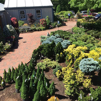 trees and plants at crocker nurseries