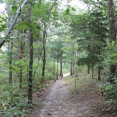 path through the woods