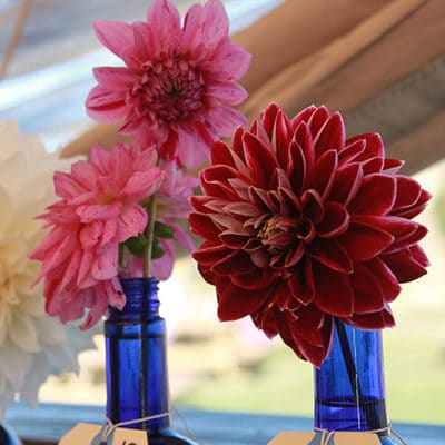 Flowers at nantucket island fair