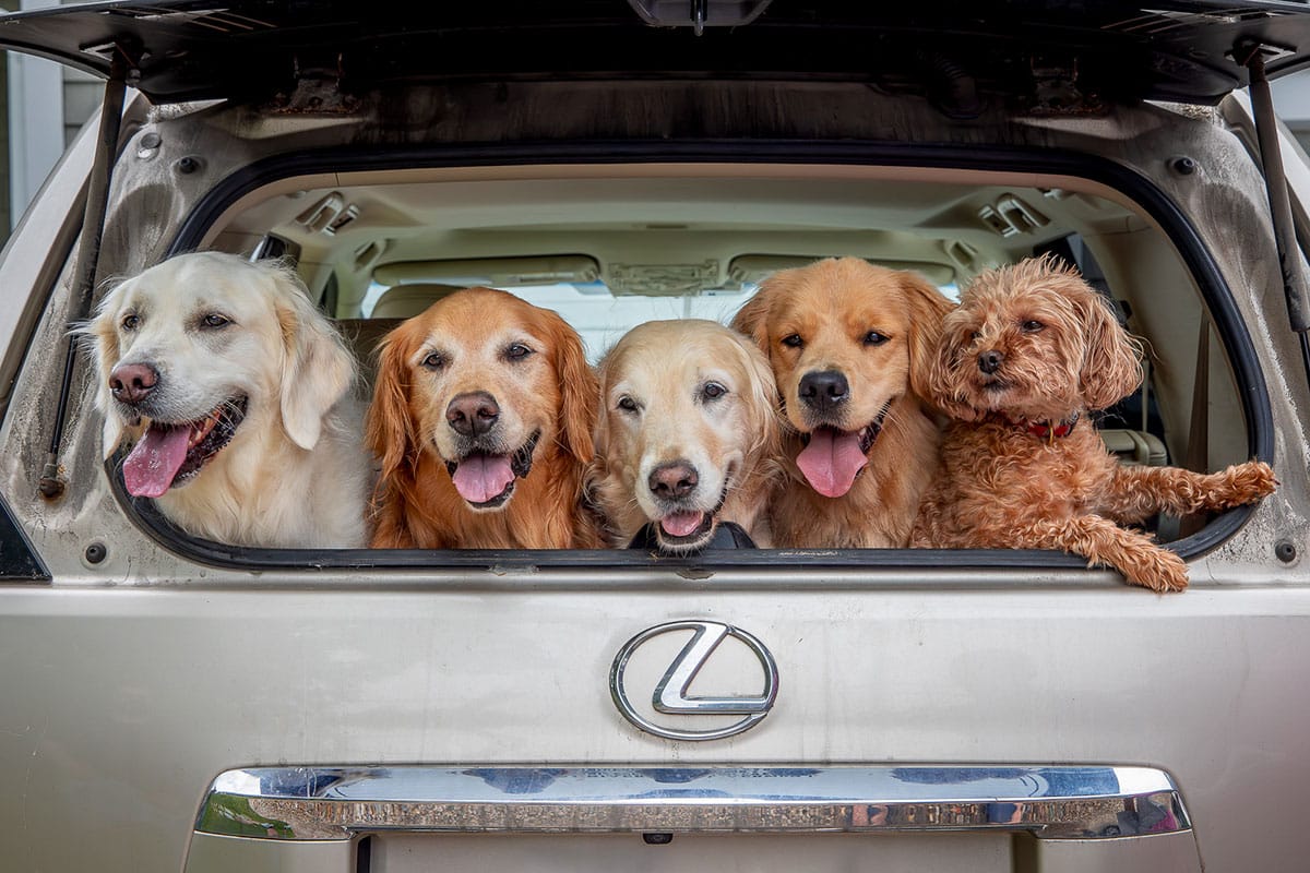 Photo-Contest,-Kids-&-Pets,-By-David-Long