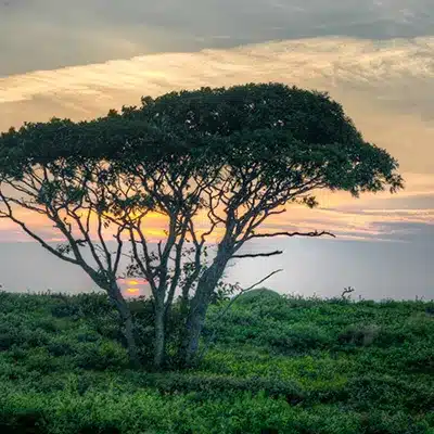Serengeti Nantucket