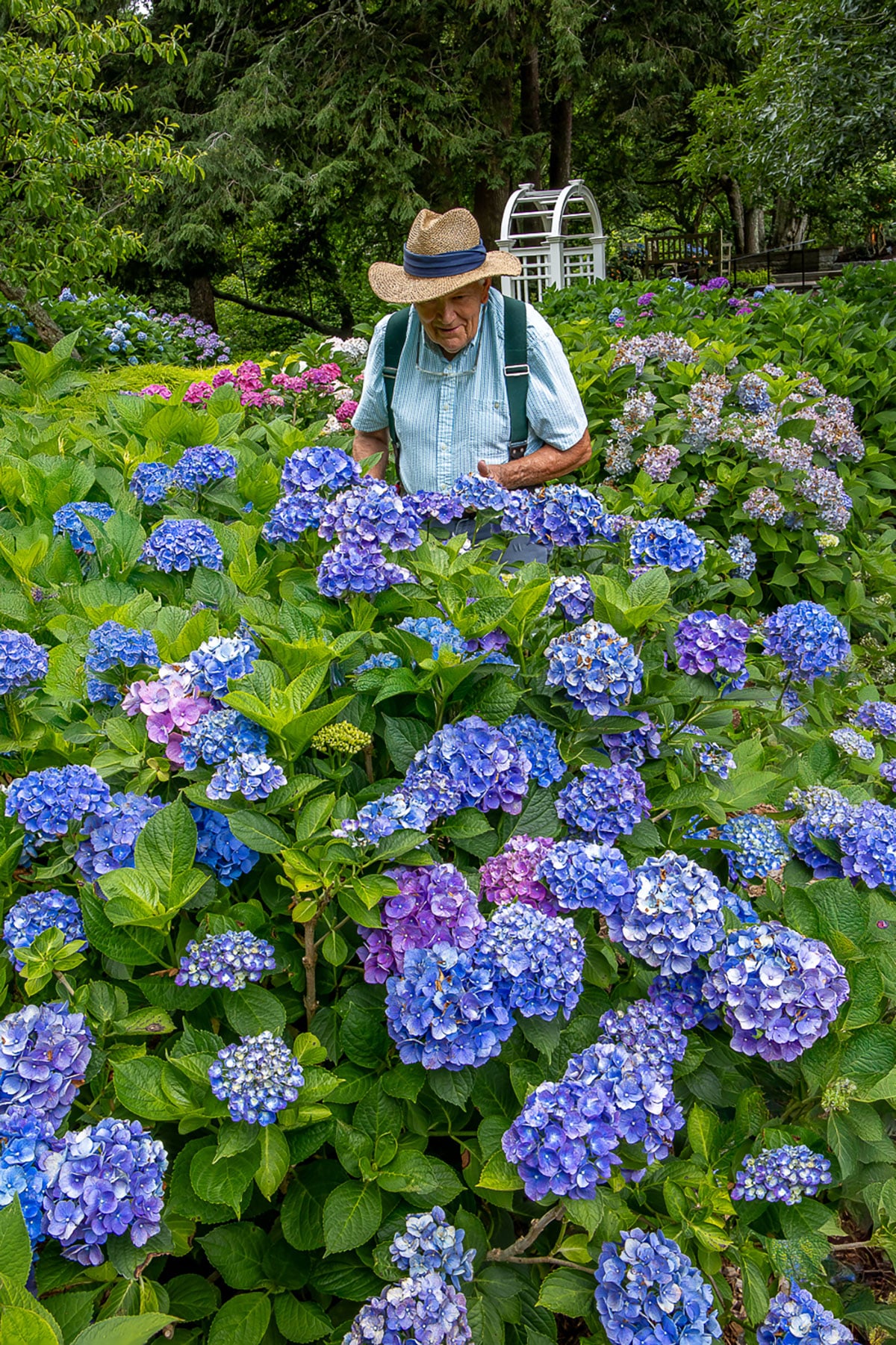 Cape-Characters---First-Place--By-David-Long--The-Hydrangea-Whisperer,-Mal-Condon--Sandwich--DE8A0627-Edit-Edit-Edit-1