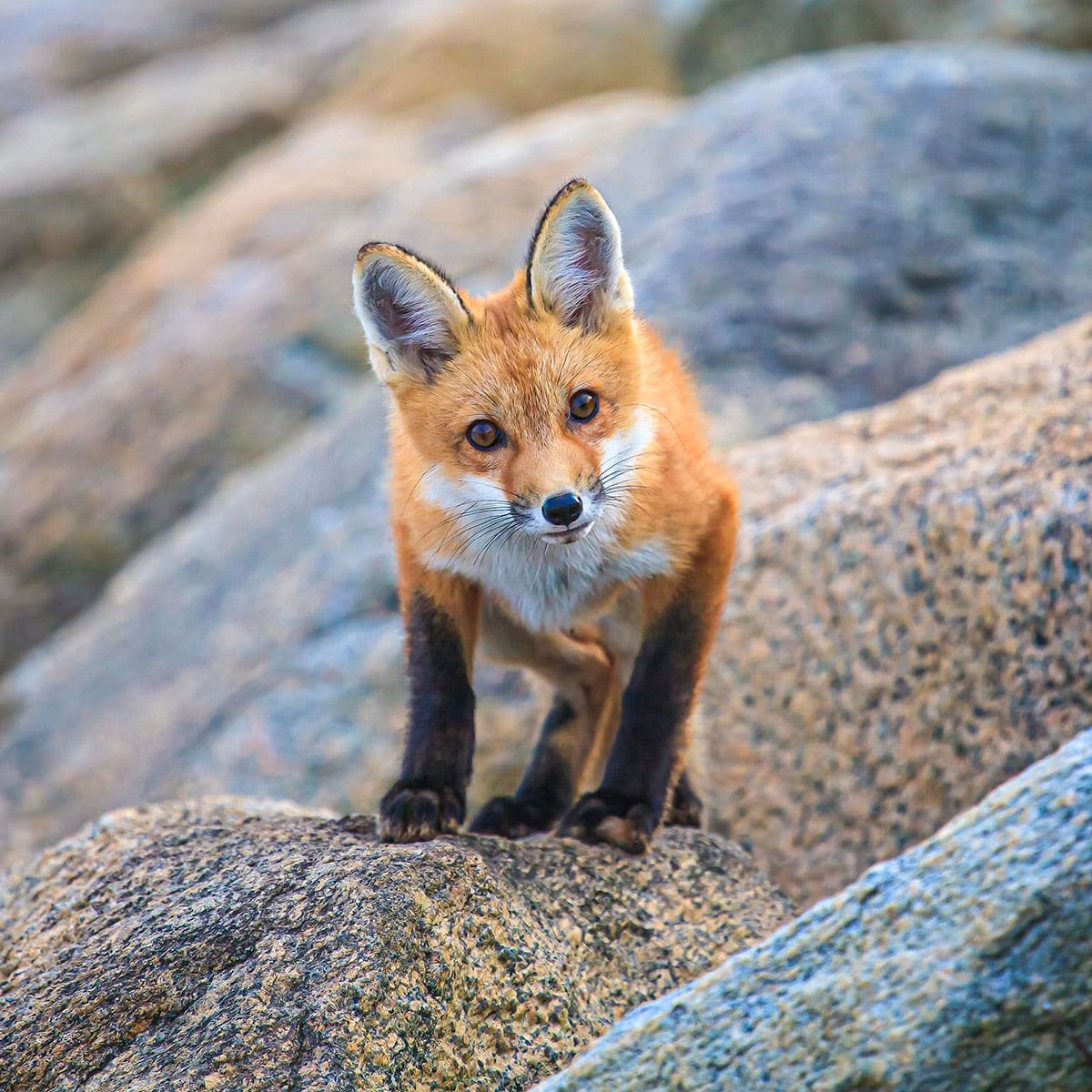 Cape-Characters-Second-Place--By-Betsy-Carothers--Harwich-Foxy-Friend
