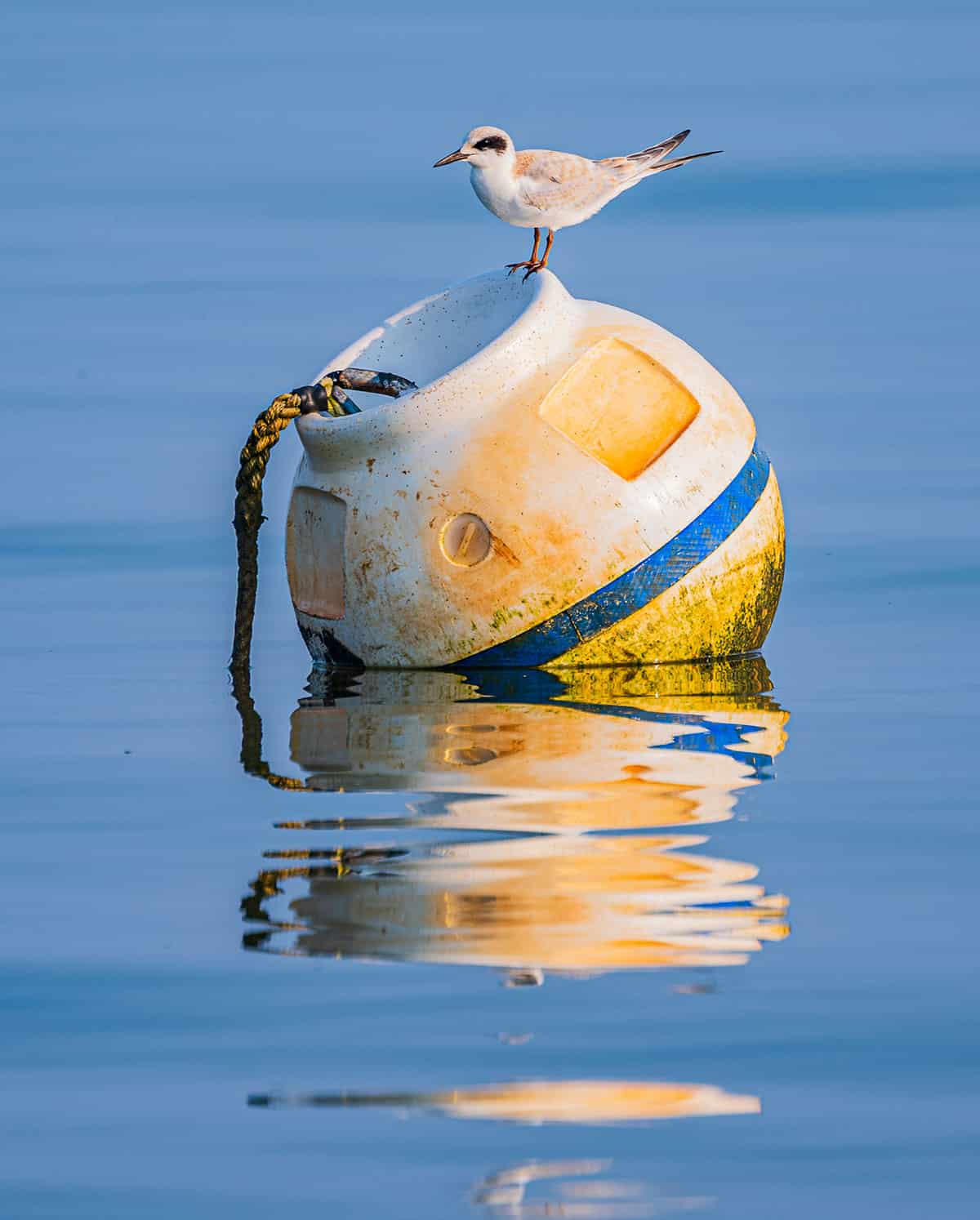 Grand-Prize-Winner-By-Mary-Beth-Sandman-Brewster-buoy-bird