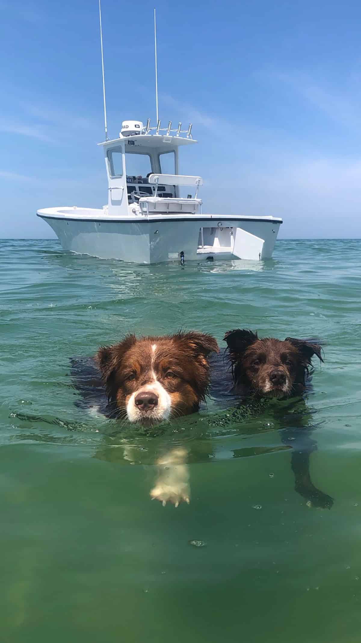 Kids-&-Pets-First-Place-By-Ryan-Beaulieu--Cape-Cod-Bay,-Brewster-Dogs
