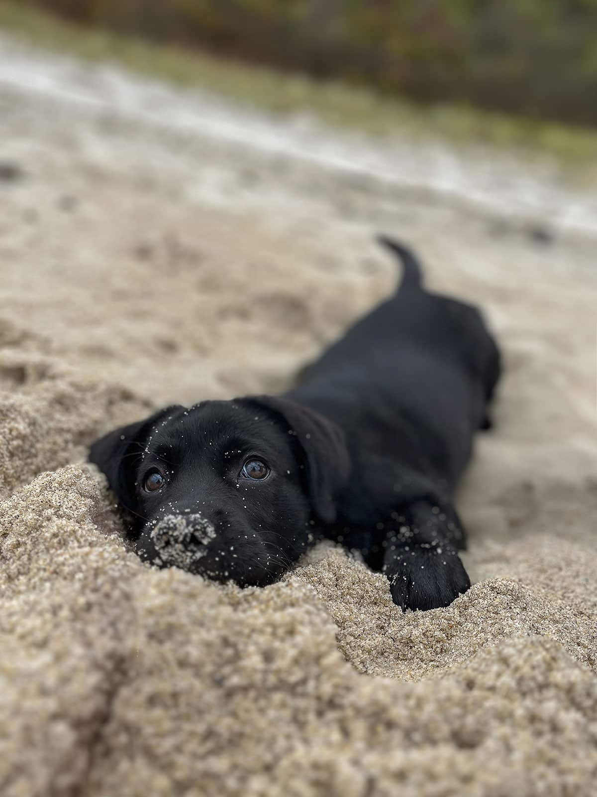 Kids-&-Pets-Third-Place--By-Alexander-D'Anna--Saints-Landing-Beach,-Brewster--DAnna-Onyx-Compressed